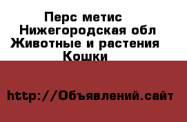 Перс метис  - Нижегородская обл. Животные и растения » Кошки   